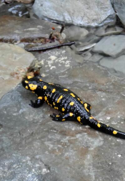 Feuersalamander