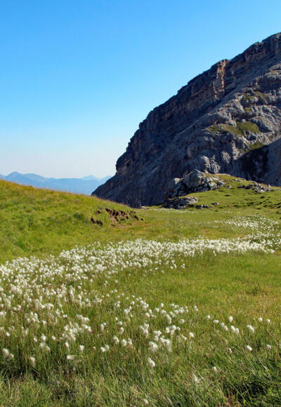 Feuchtigkeit liebendes Wollgras auf landschaftsprägenden Tonstein