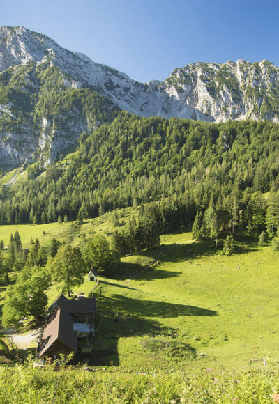 Roha-Fotothek Fürmann - Steiner Alm mit Blick auf Staufenmassiv