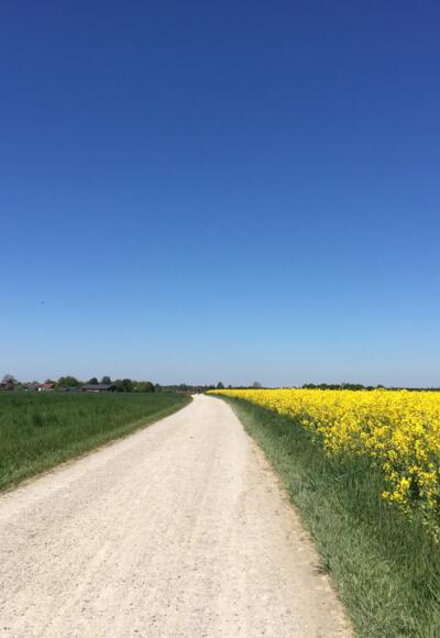 Auf der Römerstraße Richtung Buchendorf