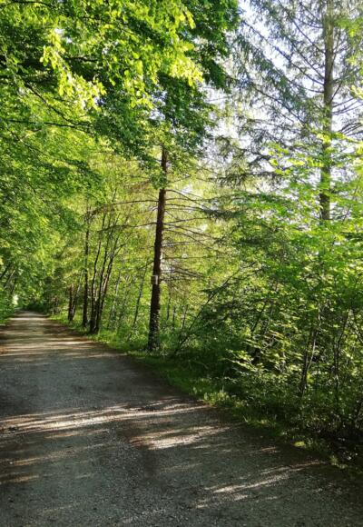 Idyllischer Weg am Inn