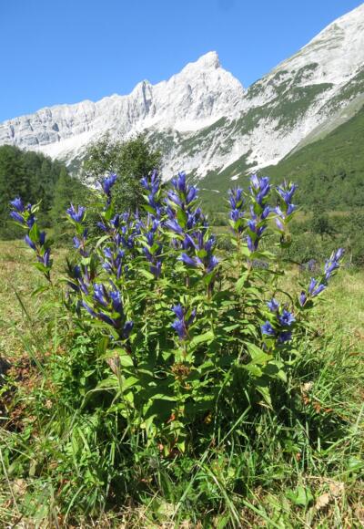 Schwalbenwurz-Enzian auf dem Issanger