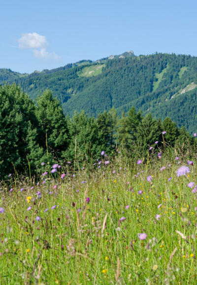 Mountainbiketour - Von Murnau über die Drei Marken - Blick in die Ammergauer