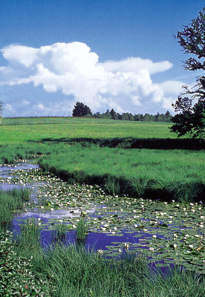 Die Moorlandschaft Seachtn bei Andechs.