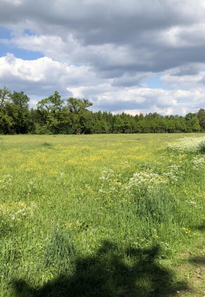 Planegger Holzwiesen