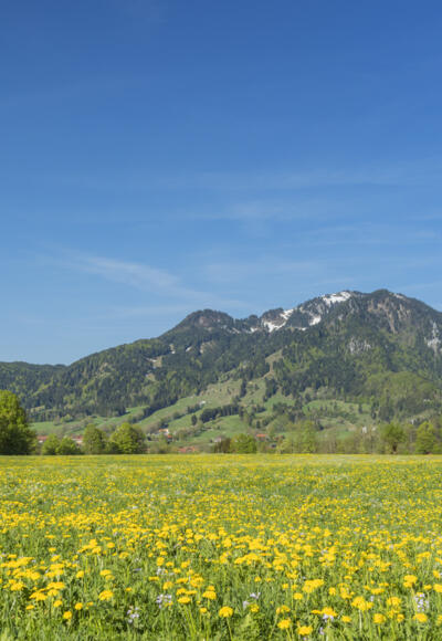 blühende Wiese in Lenggries