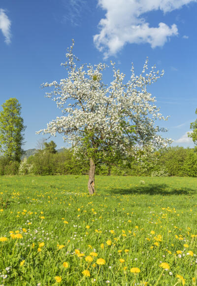 Blühender Baum in Lenggries