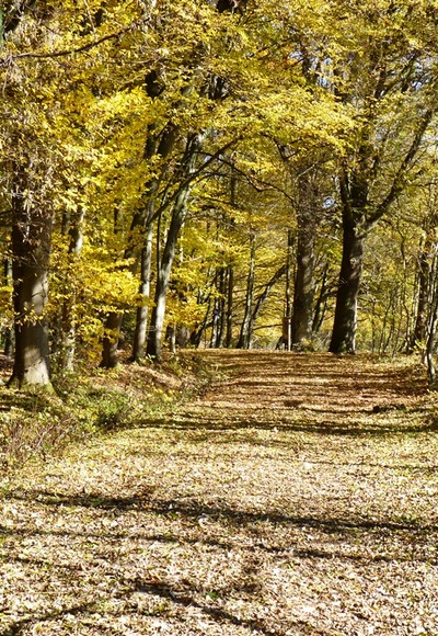 Herbststimmung  im Bürgerwald