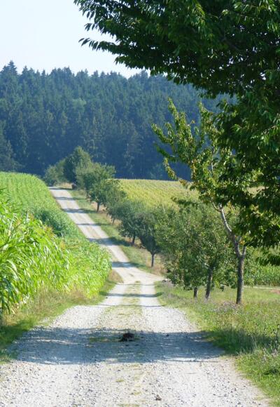 Reiten bei Falkenberg