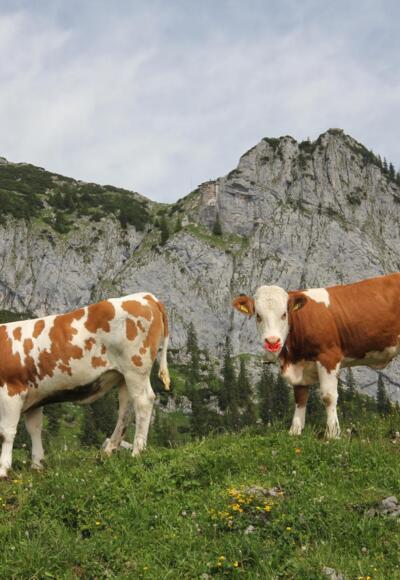 Blick zur Ross- und Buchstein