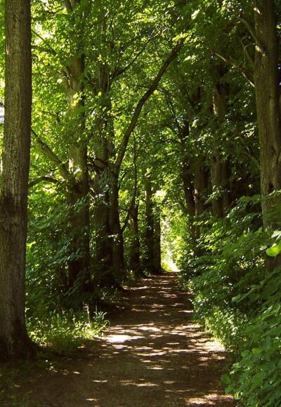 Wandern  im Lichtlberger Wald