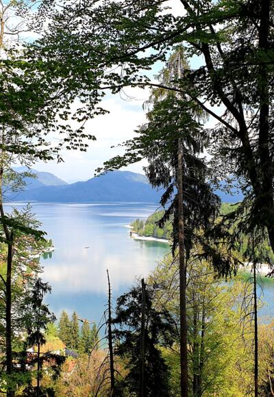 Aussicht vom Gamsreibnweg über den Walchensee