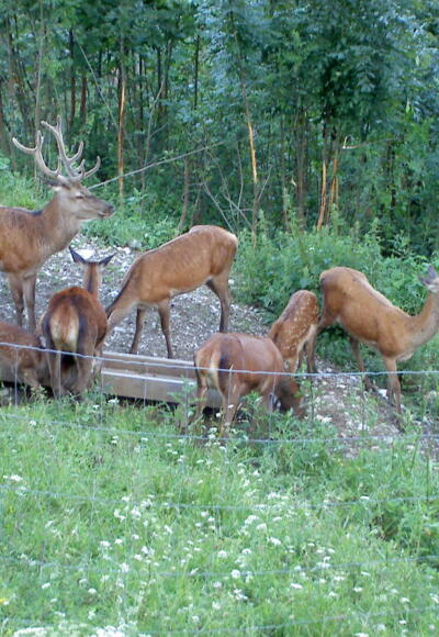 Wildgehege an der Reiseralm
