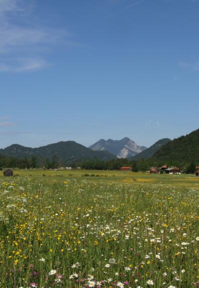 Bühende Wiesen in der Jachenau mit Blick auf den Herzogstand