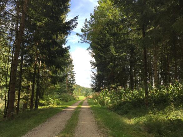 Weltwald im Kranzberger Forst