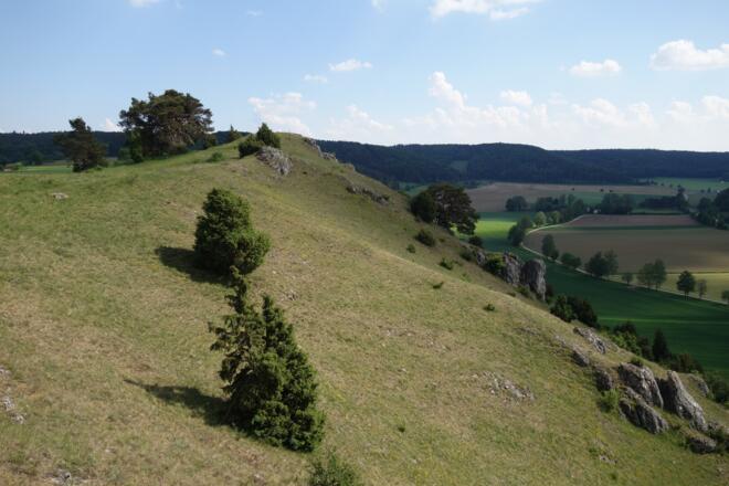 Wacholderheide bei Dollnstein