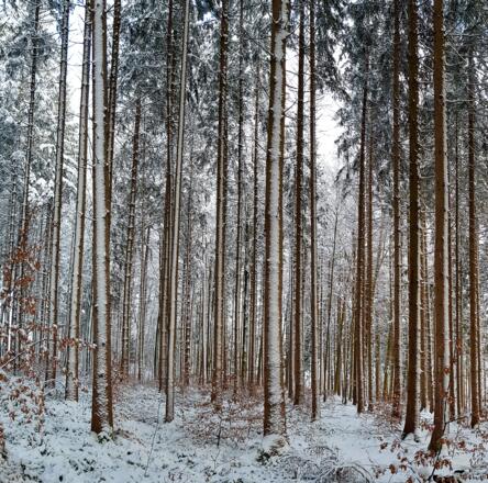 Winterwald