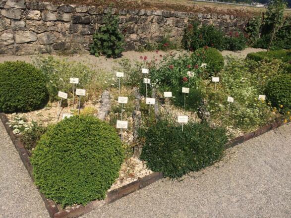 Verschieden Planzen in botanische Garten