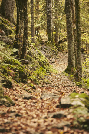 Weg zum Leonhardstein