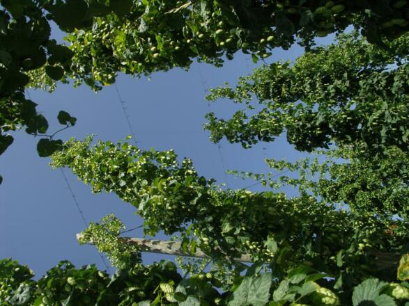 Hopfengarten in Hirnkirchen