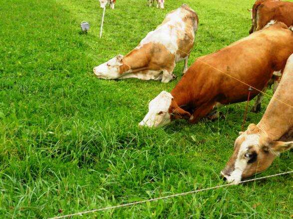 Kniefall vor dem Elektrozaun