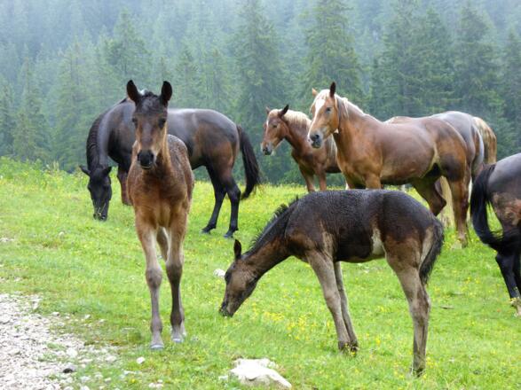 vorbei an Perden auf der Rossalm