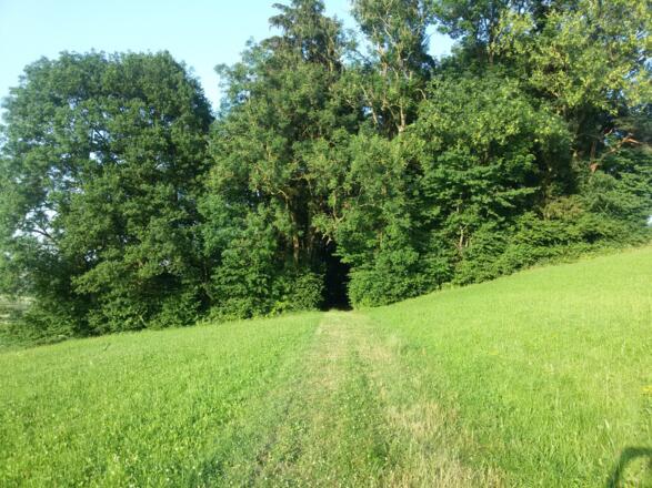 Weg zum Wald