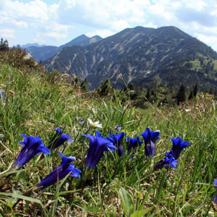 Blick zurück zur Blaubergschneid