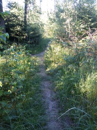 Wanderweg durch den Wald
