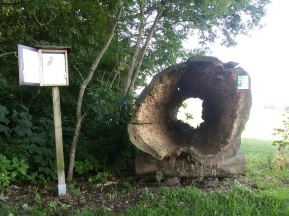 &quot;Baumbotschaften&quot;