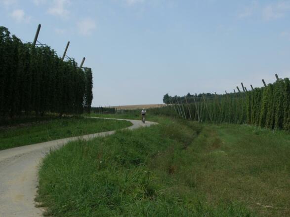 Radfahrer zwischen Hopfengärten