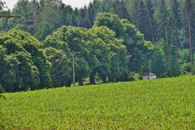 Lindenallee bei Dorfen