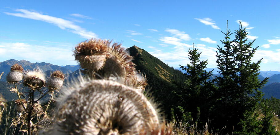 Die Halserspitze kommt näher!