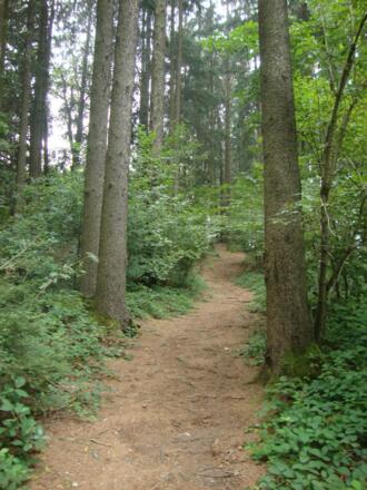wunderschöner Waldweg