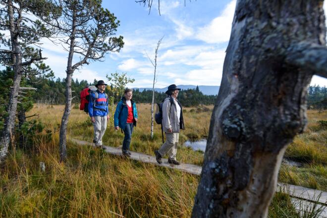 Brettleweg durch das Wiesfilz