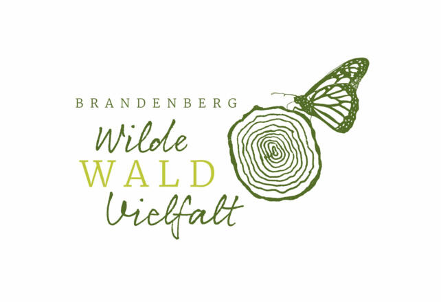 Wilde Wald Vielfalt Brandenberg