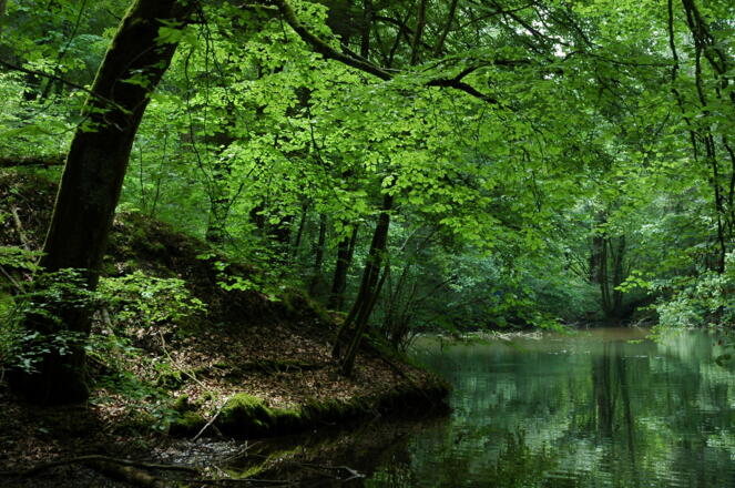 Die Teiche bei Grubmühl.