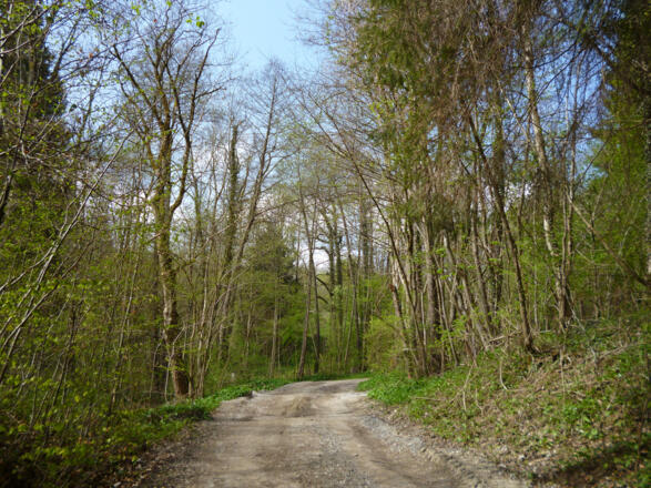 Anfangs verläuft die Strecke noch auf breit ausgebauten Forstwegen.