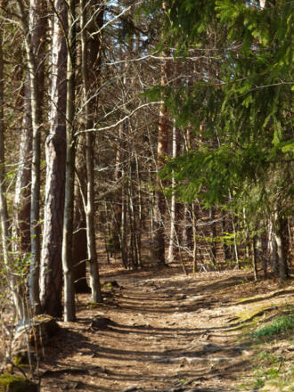 Über teils wurzlige Waldwege geht es am Fohnsee entlang.