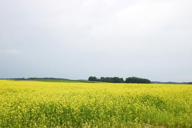 Höhen unweit von Falkenberg.