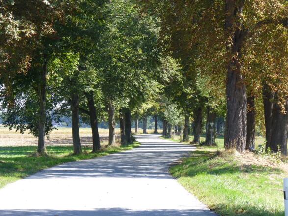 Alte Allee bei Degernbach