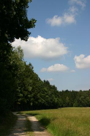 Waldrand bei Plankenbach.