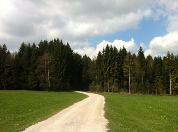 Ruhige Forstwege begleiten den Lauterbach-Rundweg