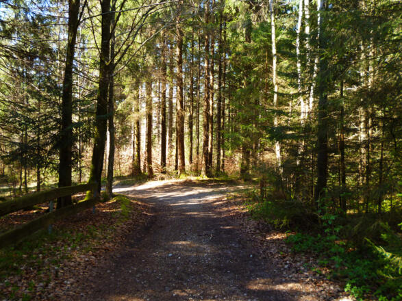 Auf breiten Waldwegen geht es von Seeshaupt in Richtung Frechensee.