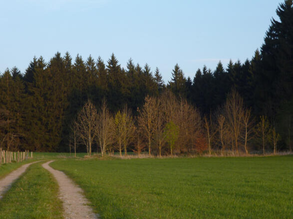 Auf breiten Forstwegen geht es durch Wald und Wiesen.