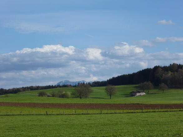 Wunderschöner Blick über die grünen Wiesen und Felder hinweg auf die Bayerischen Alpen.