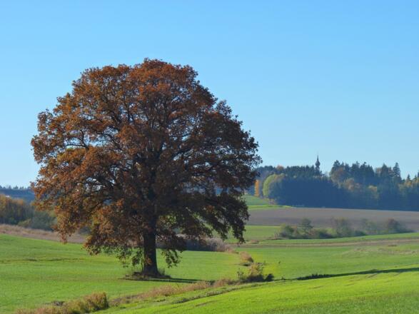 Ausblich von Schönau im Hintergrund die Kirche St. Erasmus von Heiligenberg