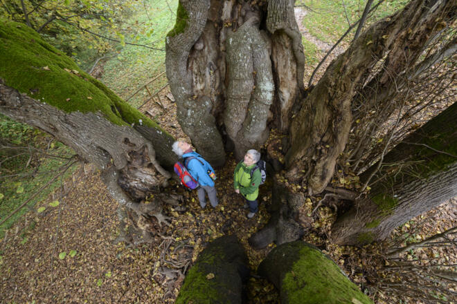Baumriesen von Wessobrunn