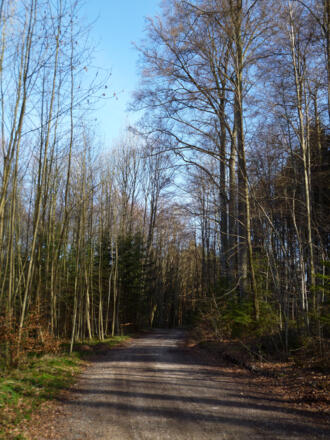Auf ruhigen Forstwegen geht es durch den Wald in Richtung Ellmann.