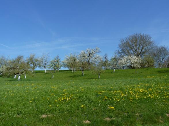 Obstgarten im Frühjahr